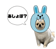 843133250