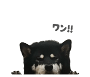 843134655