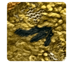 843138874