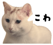 843143342