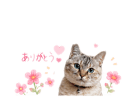 843144278