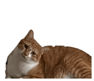 843153717