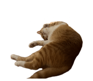 843153720