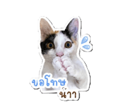 843154699