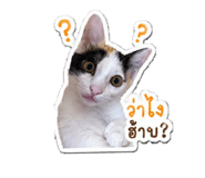 843154702