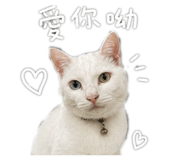 843154888