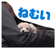 843155520