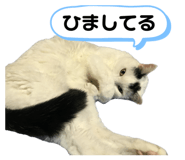 843156515