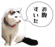 843156516