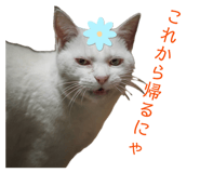 843156655