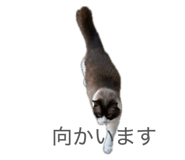 843159033