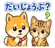 843167243