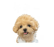 843174628
