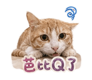 843177907