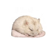 843184991