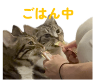843194493