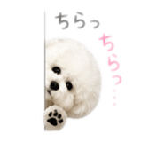 843194683