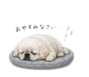 843196291