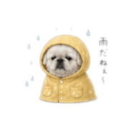 843196294