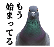 843199814