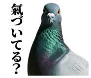 843199817