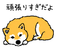 843202753