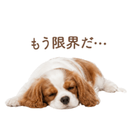 843214004