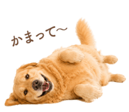 843214243