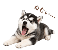 843214428