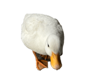 843216896