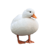 843216899