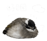 843217412