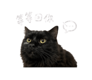 843222720