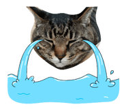 843235243