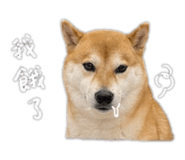 843239431