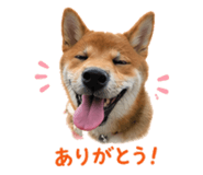 843252338