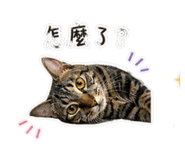 843253817