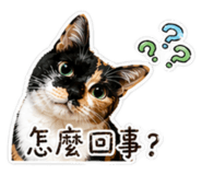 843254947