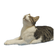 843263891