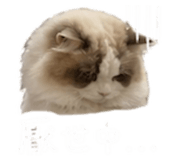 843264039