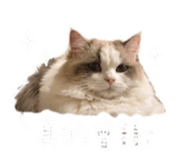843264041