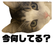 843265203