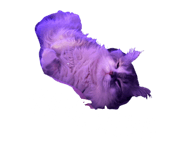 843269253