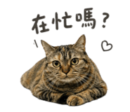 843273331
