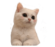 843274171