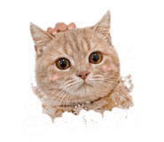 843274178