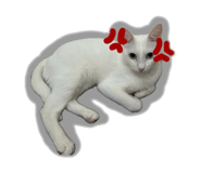 843274251