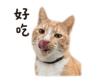 843274331
