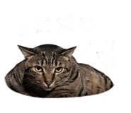 843274856