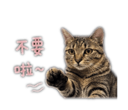 843275371